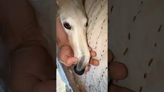 Which sounds best #borzoi #snoot # unhinged #funny #cute #dogs