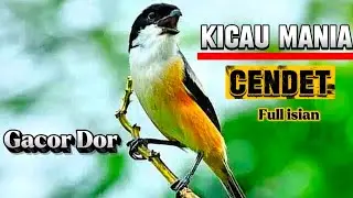 Masteran CENDET kicau mania Gacor Dor FULL ISIAN Pancingan Ampuh langsung Nyaut bunyi
