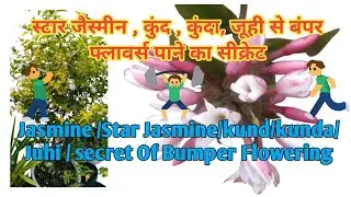 Jasmine/StarJasmine/Kund/Kunda/Juhi Plant Care Tips Secret Of Bumper Flowering & Secret Fertilizre 