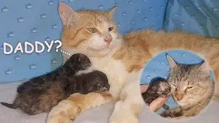 Blind Adopted Kittens are Scared to meet their Foster Dad Cat │Poor Kitten NURSED by Foster Mom CAT