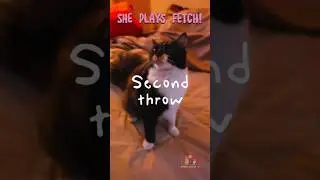 Hatchi Plays Fetch! Is She Part Dog? (Red Ball Pt. 6)
