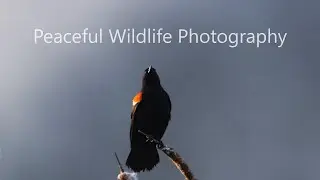 Peaceful POV wildlife photography in Maine