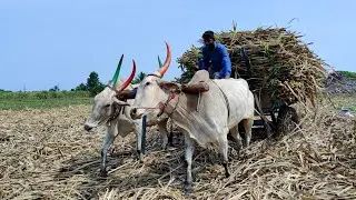 Bullock Cart heavy Load running race \\ Bullock Cart mud stuck