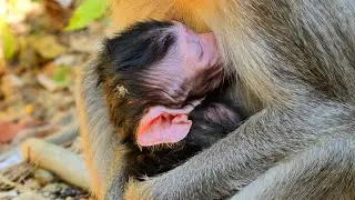 Oh newborn babies monkey breastfeeding so much, he was just born 