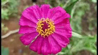 Amazing Flowers||with relaxing piano music background||Best for sleeping sounds 🎶😴 #relaxing 