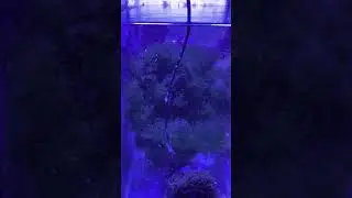 Rolin' Rollin' Rollin' - Nero powered Chaeto ball