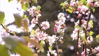 AG-DVX100B Upres to 720p Full Widescreen