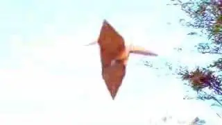 flying paper crane - origami art