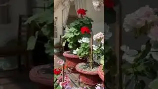 A tour of my garden in the hills #gardening  #mountaingardening #mountainlife #mountains