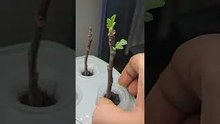 Winter Fig Propagation Update