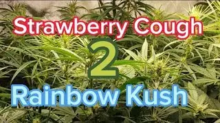 Strawberry Cough Rainbow Kush Flower Week 2