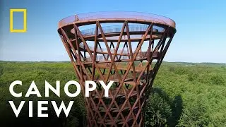 Travel Through The Forest Canopy | Europe From Above | National Geographic