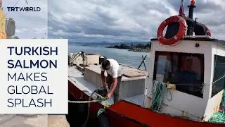 Турецкий лосось произвел фурор на мировых рынках морепродуктов