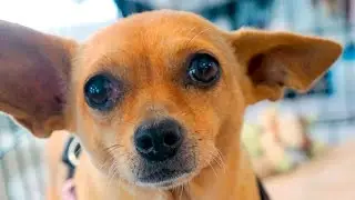 ALICE the Chiweenie For Adoption At Ruff House Rescue New York