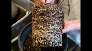 Up-potting my peppers to 5-gallon pots
