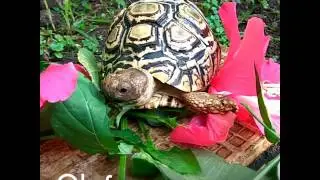 Leopard tortoise eating wild plants n hibiscus flowers