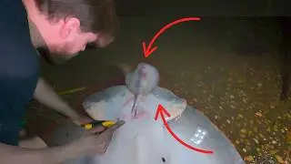 STINGRAY GIVING BIRTH RIGHT IN FRONT OF ME&hellip; I HAD TO HELP! | Night Fishing in the Amazon!