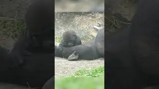 Gorilla Baby Jabali's Growth Diary #gorilla #gorillababy #fyp #fypシ゚viral #foryoupage #zoo #family