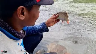 TANDA-TANDA HAMPALA BESAR PREDATOR SUNGAI BRANTAS (24/10/20)
