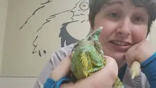 Pet Care Basics:  Syringe Feeding Chameleons