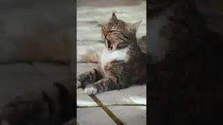 Cats Grace, Mystery, and Companionship 🐾 #cat #wildlife