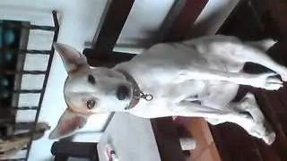 Pootchie 2