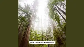 Saving a Rainforest