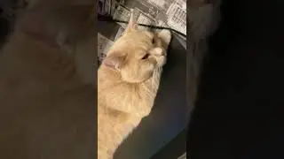 Милый❤️котик #топ #подпишись #animals #popular #популярное #cats #shortvideo