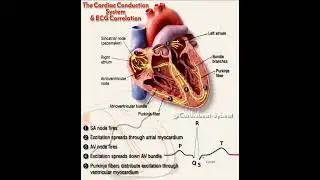 🫀Cardiac Conduction System & ECG Correlation🫀