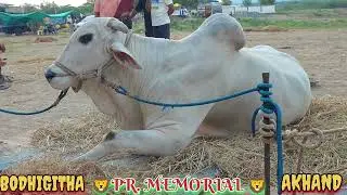🦁 PR. MEMORIAL BULL'S ARRIVED AT G. KOTHAPALLI BULLS SENIOR RACE ( BODHIGITHA 🤍 AKHANDA ) 🦁