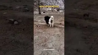 Mountain Beast | Yak | Mountain King 👑