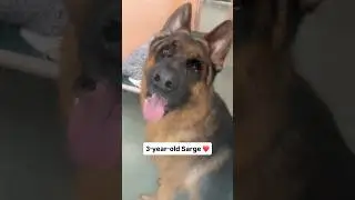 О, Сержант 💔 Он может быть и большой, но зато огромный милашка, изо всех сил пытающийся освоиться...