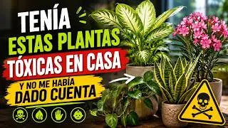 Ten&iacute;a Estas Plantas T&oacute;xicas en Casa y No Me Hab&iacute;a Dado Cuenta