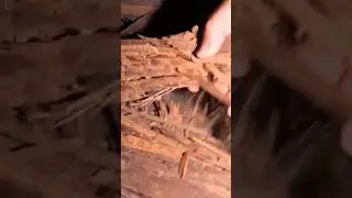 Unbelievable Discovery-100 Year Old Home! #termiteinspection #termites #termitecontrol