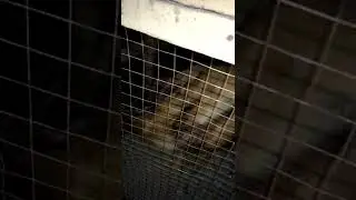 The rooster bit the baby