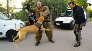 Pit Bull Training 01 : Protection Dog