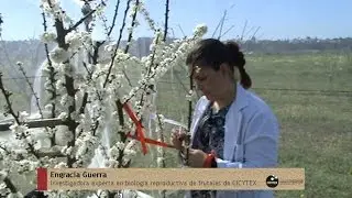 Ensayos de polinización de ciruelo japonés en la Finca La Orden de CICYTEX