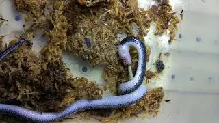 Xenopeltis unicolor
