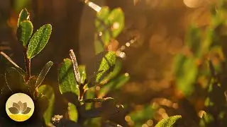 Peaceful Picnic &ndash; Relaxing Nature Sounds & Gentle Melodies | 4K