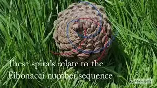 The Spirals in a Pine cone