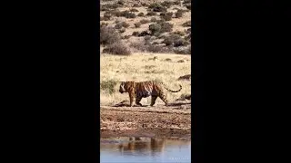 Shaka beast from tiger canyons private game reserve karoo south africa
