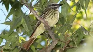 Sulphur Bellied Flycatcher Call Video: Bird Songs North America: Nature Sounds for Peace Relaxation