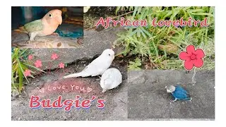 African & Budgie's 🦜🐦 Lovebirds Eating time ☺️ #Bkvlogs