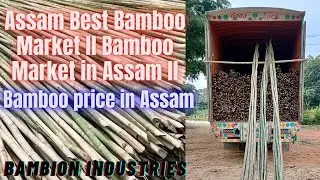 Bamboo Price in Assam l Assam Bamboo Market l Bamboo market in Assam l Bambion Industries l#bamboo
