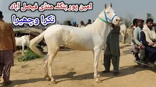 Amipur Bangla Mandi Faisalabad 2026 | Ghora Mandi | Horse For Sale In Pakistan 2026