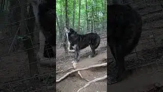 Highrock's Guardian howling #sanctuary #wolf #wolfdog #sheddingseason