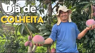 DIA DE ADUBAÇÃO DO MILHO E COLHEITA DE MANGA AQUI NO SITIO