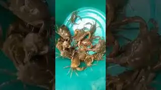 Desi crabs 🦀