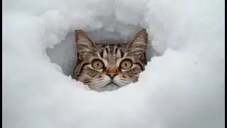 Cats vs. The 2026 Snowstorm! ❄️ (Hilarious Reactions)