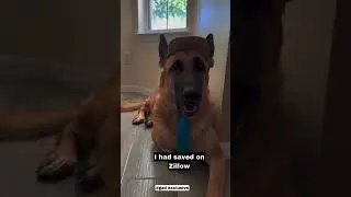 GsD the ultimate funny jokes 🤣🤣